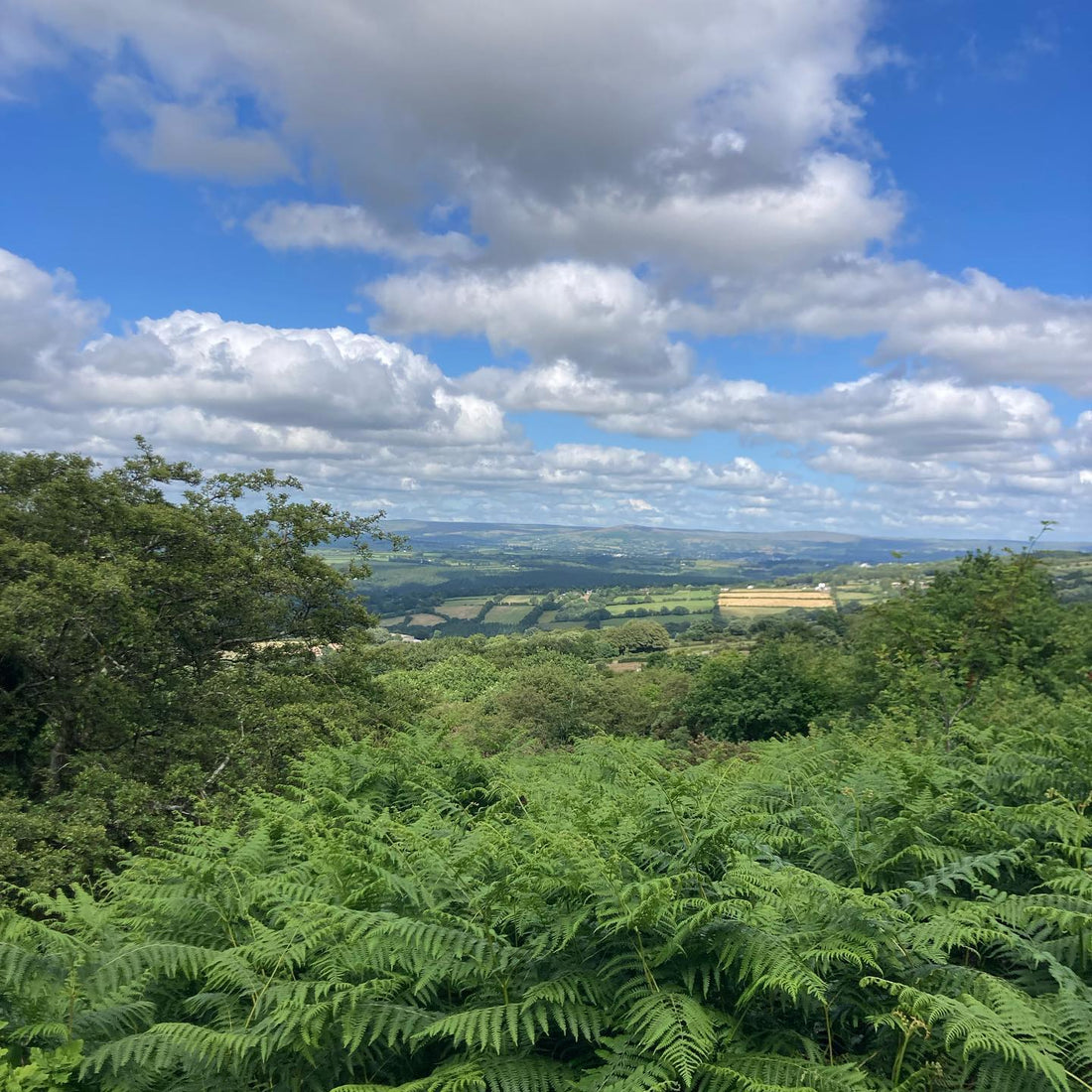Spring has arrived in the Tamar Valley - Cornwall