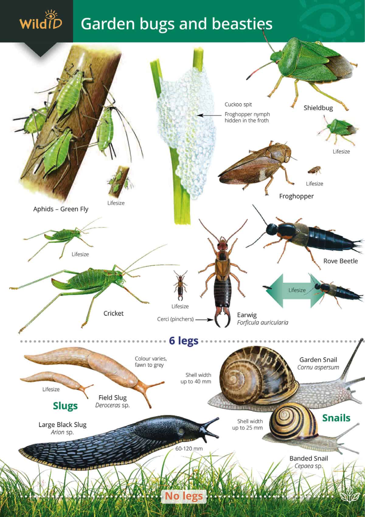 Garden Insect Identification Chart