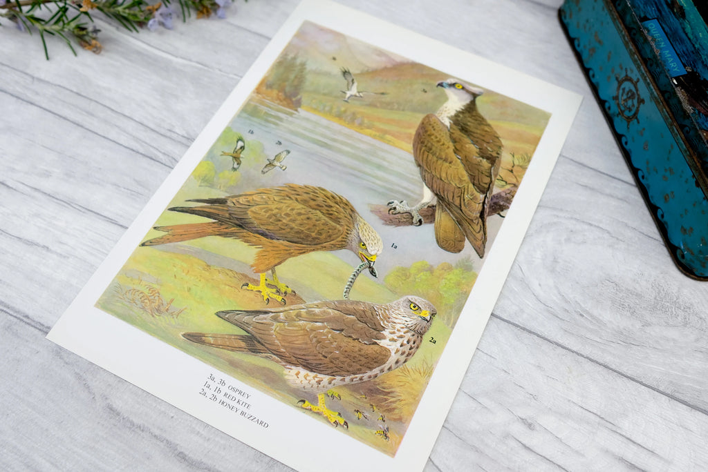 1960s vintage print - Osprey, Red Kite, Honey Buzzard