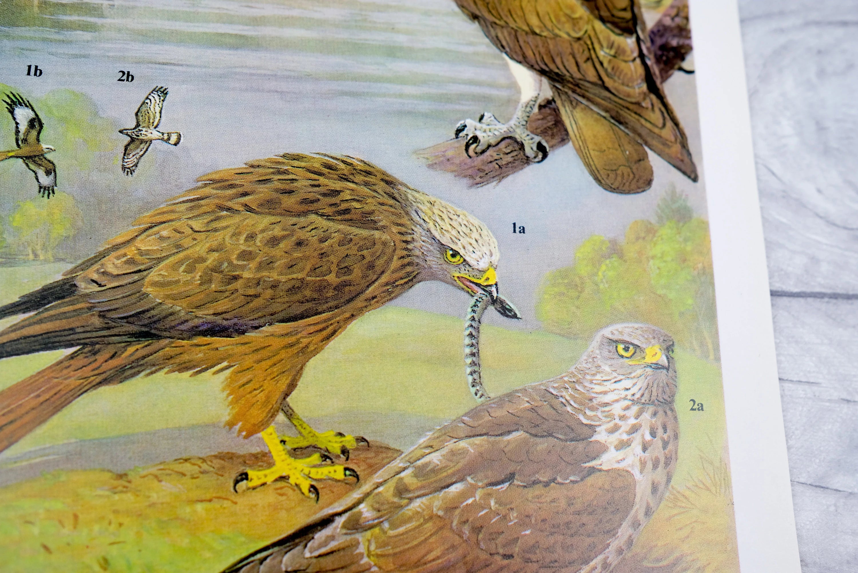 1960s vintage print - Osprey, Red Kite, Honey Buzzard
