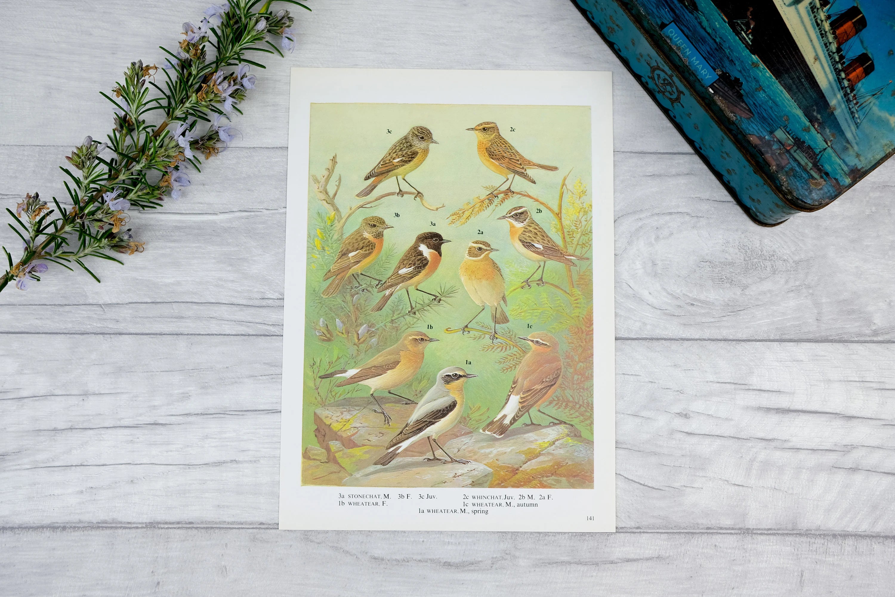 1960s Bird Print