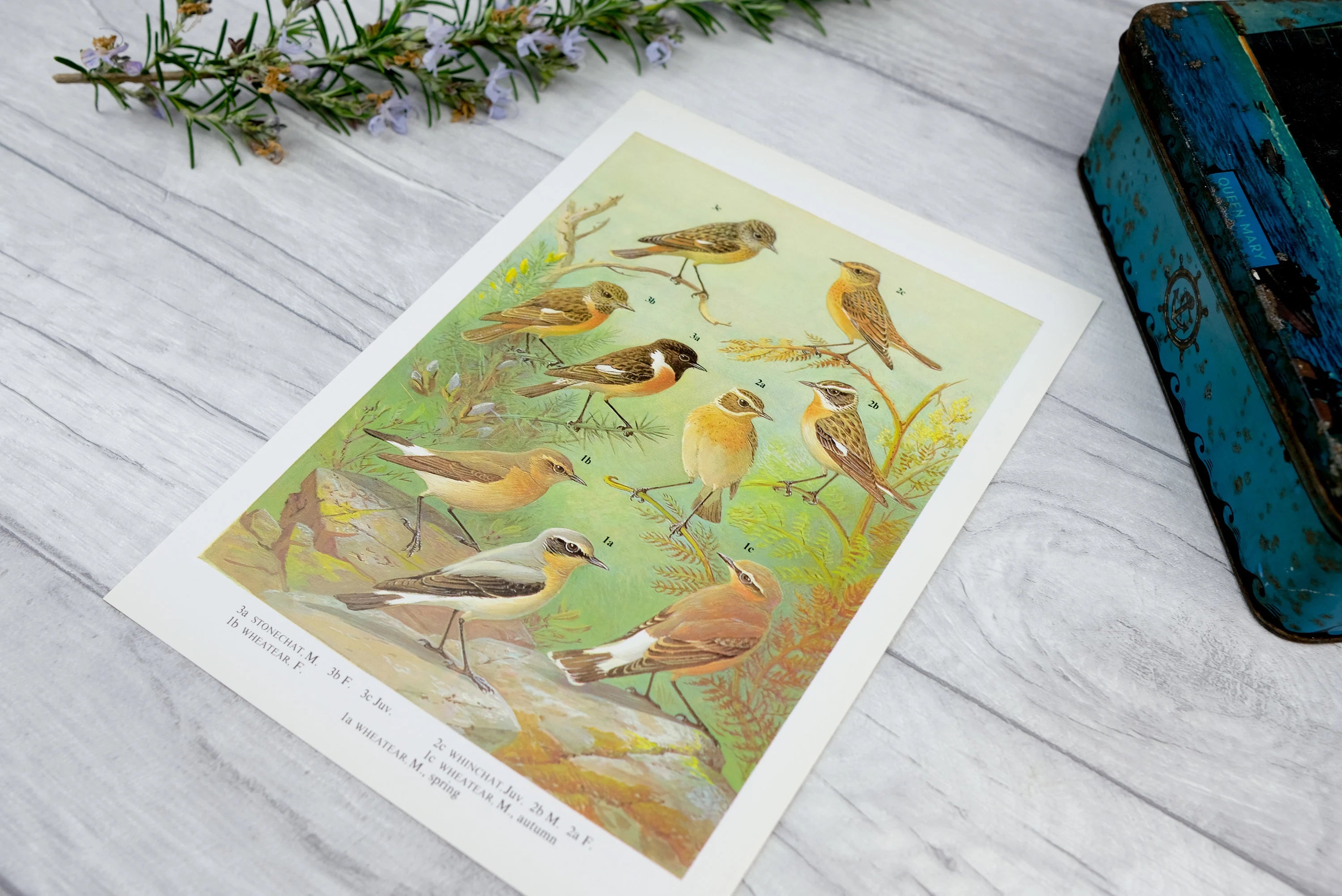 1960s Bird Print