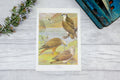1960s vintage print - Osprey, Red Kite, Honey Buzzard