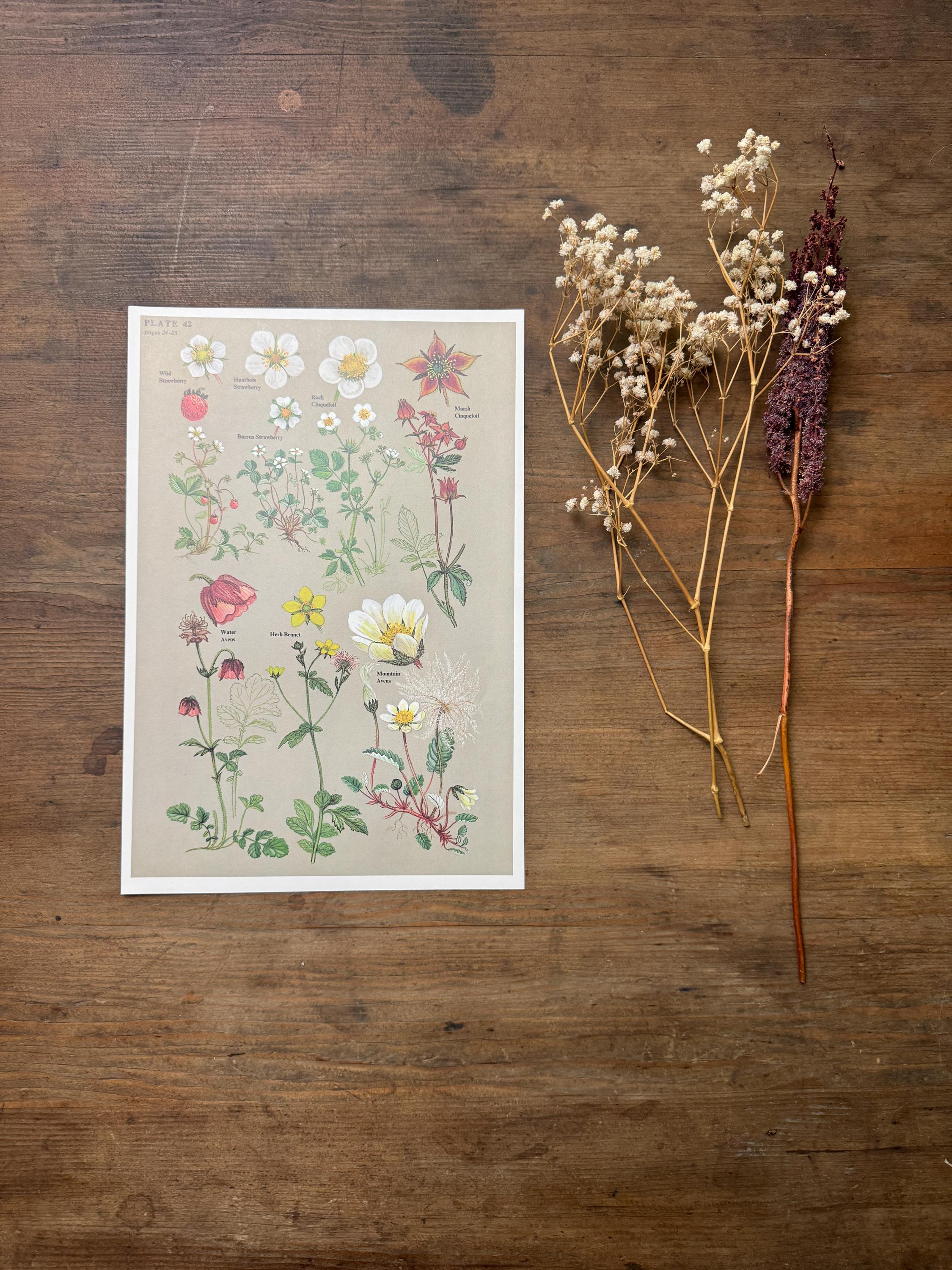 1970s Wild strawberry Print | Botanical Print