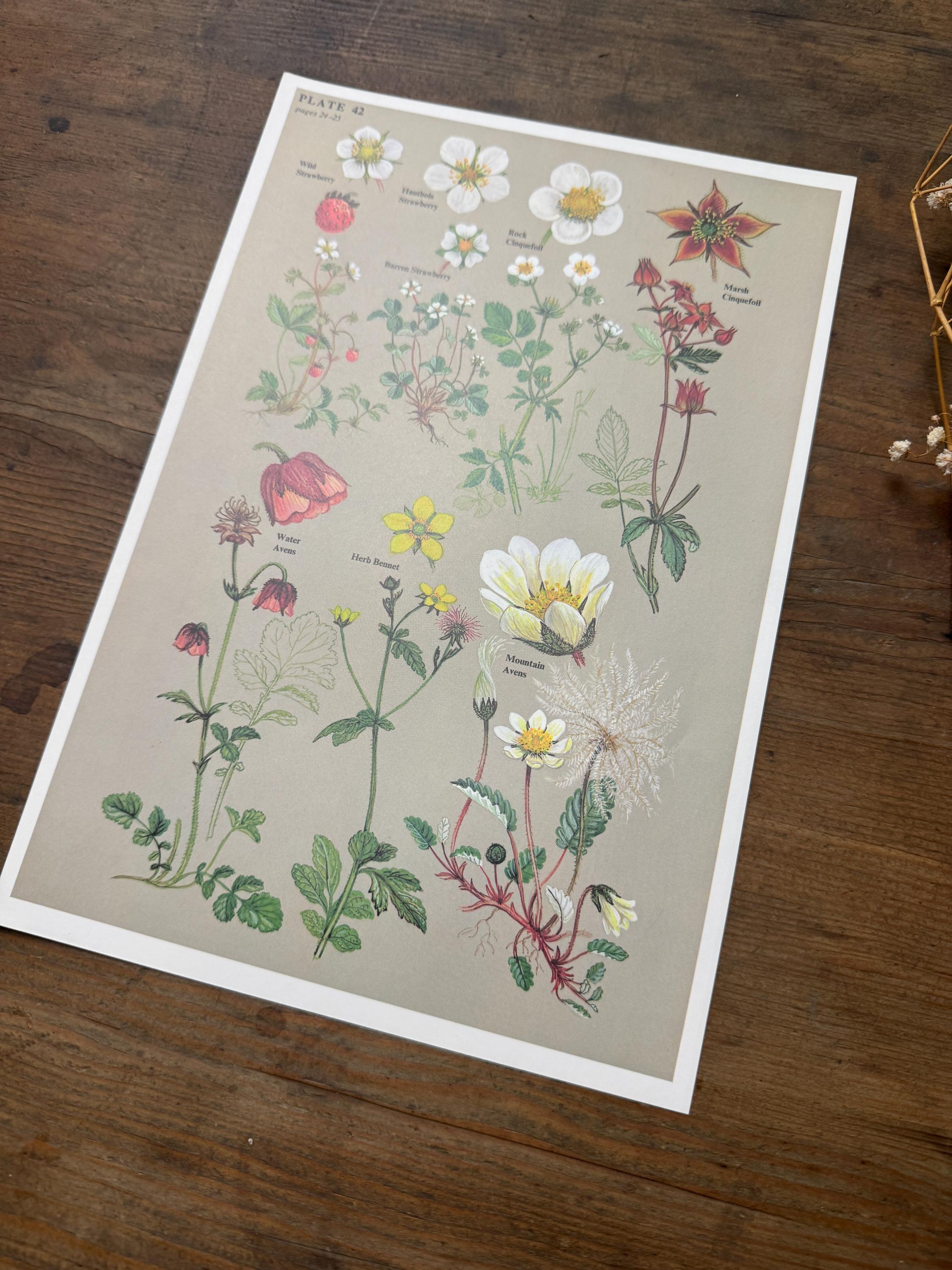 1970s Wild strawberry Print | Botanical Print